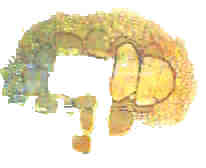 grabkammer zeichnung.jpg (2763 Byte)